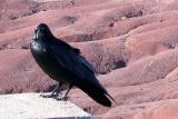 Common Raven