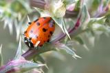 Ladybird Beetle sp.