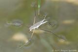 Common Water Strider