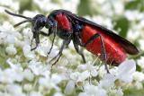 Sawfly