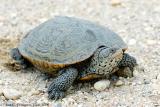 Diamondback Terrapin