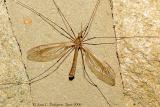 Crane Fly