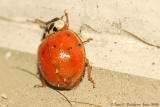 Ladybug Beetle