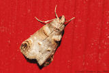 Orange-tufted Oneida ( O. lunulalis)