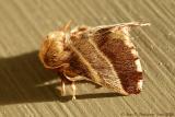 Tent Caterpillar Moth