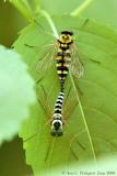 Gold-backed Snipe Fly