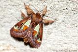Spiny Oak-slug Moth