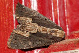 American Bird's-wing Moth