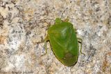 Green Stink Bug