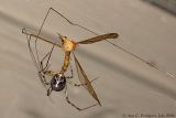 Marbled Orbweaver with Crane Fly