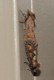 Moth sp. Mating