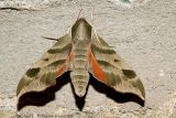 Virginia Creeper Sphinx