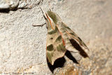 Virginia Creeper Sphinx