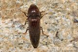 Click Beetle