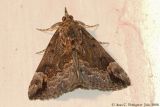 Baltimore Bomolocha Moth