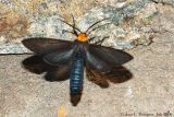 Yellow-collared Scape Moth