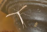 Plume Moth