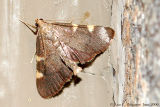 Herculia olinalis