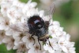 Tachinid Fly