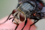 Tachinid Fly