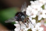Tachinid Fly