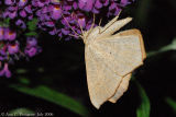 Large Maple Spanworm Moth