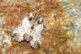Tufted Bird-dropping Moth