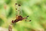 Calico Pennant - Male