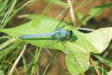 Eastern Pondhawk - Male