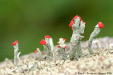 British Soldier Lichen