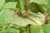 Fishing Spider - Dolomedes sp.