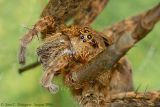 Fishing Spider - Dolomedes - Up Close