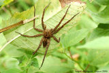 Fishing Spider - Dolomedes sp.