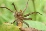 Fishing Spider - Dolomedes sp.