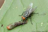 Flesh Fly sp.