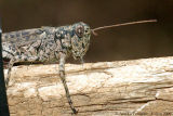 Pine Tree Spurthroated Grasshopper