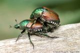 Japanese Beetles