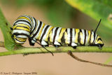 Monarch Caterpillar