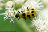 Spotted Cucumber Beetle