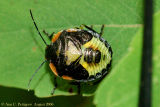 Stink Bug sp. - Nymph