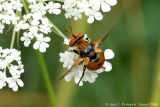Tachinid Fly - Gymnosoma sp.