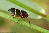 Two-lined Spittlebug