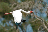 White Ibis