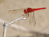 Scarlet Skimmer