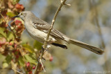 Northern Mockingbird