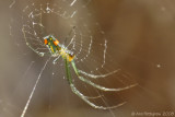 Orchard Spider