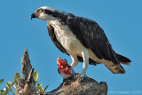 Osprey