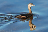 Pied-billed Grebe