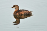 Pied-billed Grebe