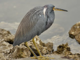 Tricolored Heron